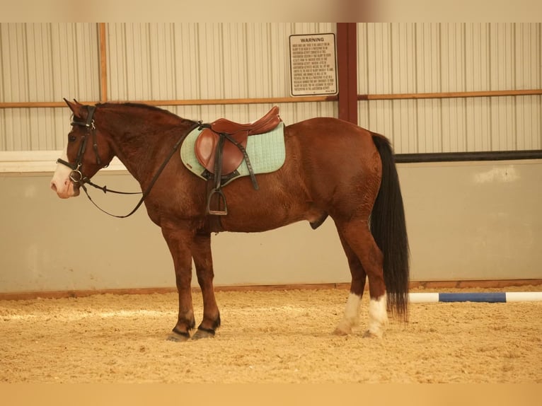 Cheval de trait Croisé Hongre 12 Ans 147 cm Bai cerise in Fresno, OH