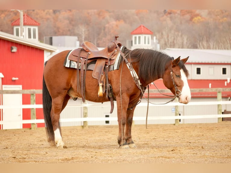 Cheval de trait Croisé Hongre 12 Ans 147 cm Bai cerise in Fresno, OH