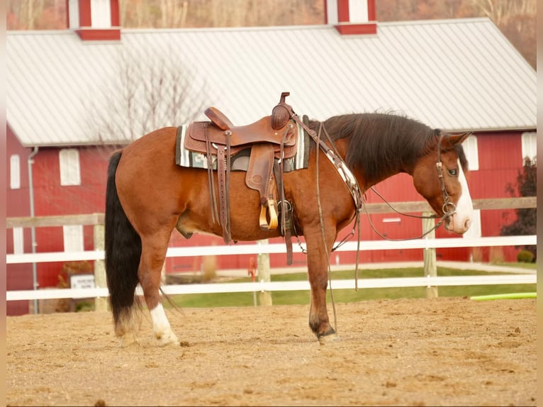 Cheval de trait Croisé Hongre 12 Ans 147 cm Bai cerise in Fresno, OH