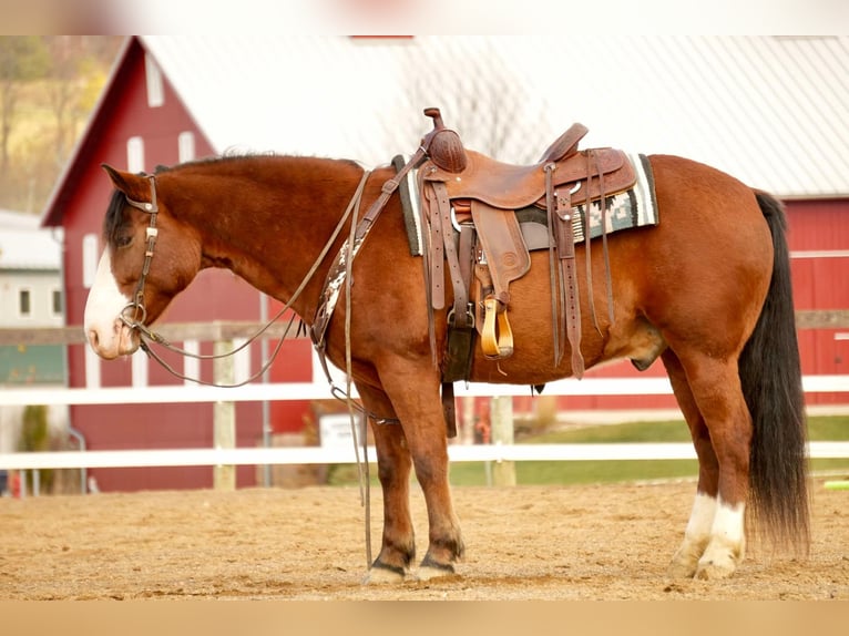 Cheval de trait Croisé Hongre 12 Ans 147 cm Bai cerise in Fresno, OH