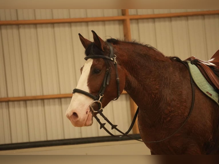 Cheval de trait Croisé Hongre 12 Ans 147 cm Bai cerise in Fresno, OH