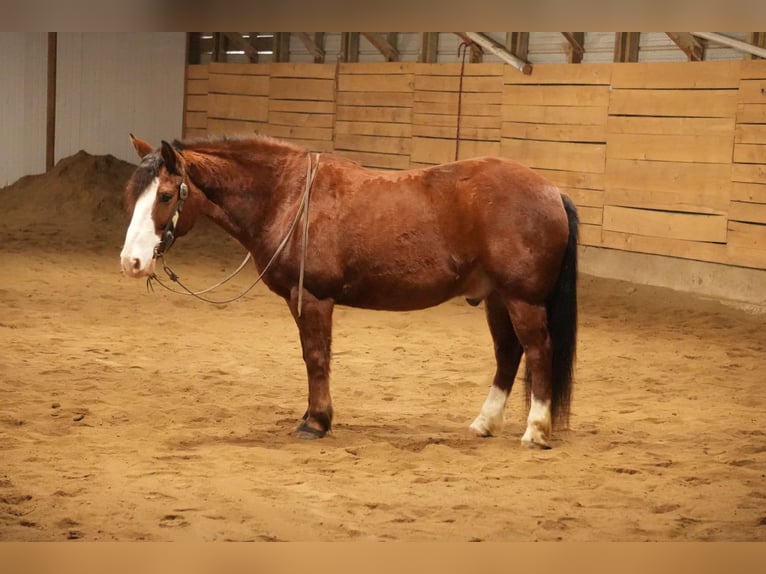 Cheval de trait Croisé Hongre 12 Ans 147 cm Bai cerise in Fresno, OH