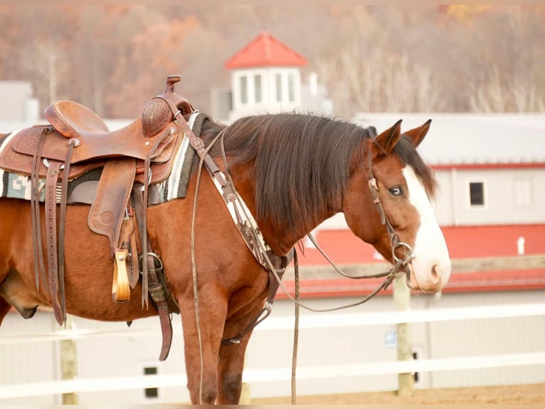 Cheval de trait Croisé Hongre 12 Ans 147 cm Bai cerise in Fresno, OH