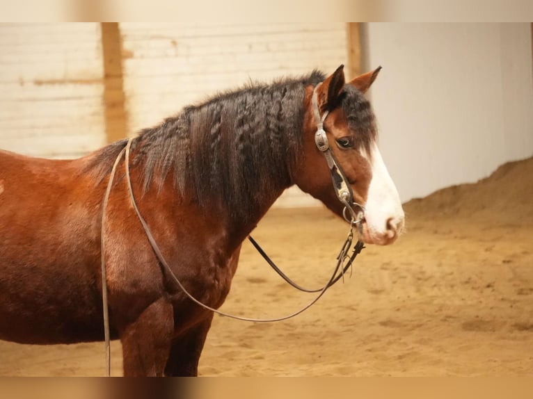 Cheval de trait Croisé Hongre 12 Ans 147 cm Bai cerise in Fresno, OH