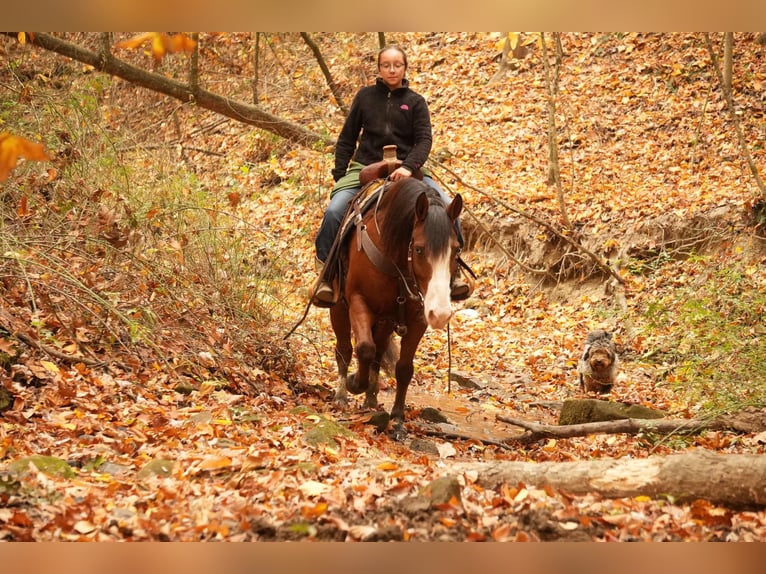 Cheval de trait Croisé Hongre 12 Ans 147 cm Bai cerise in Fresno, OH