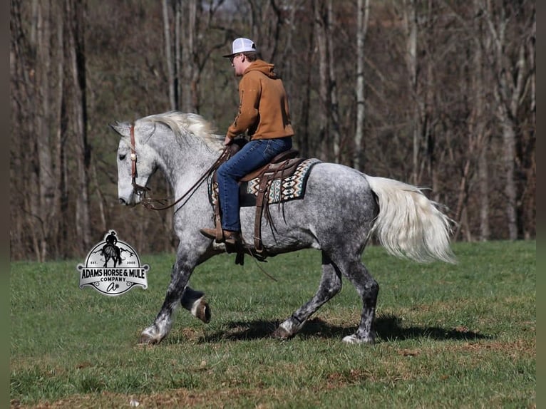 Cheval de trait Hongre 12 Ans 157 cm Gris pommelé in Mount Vernon