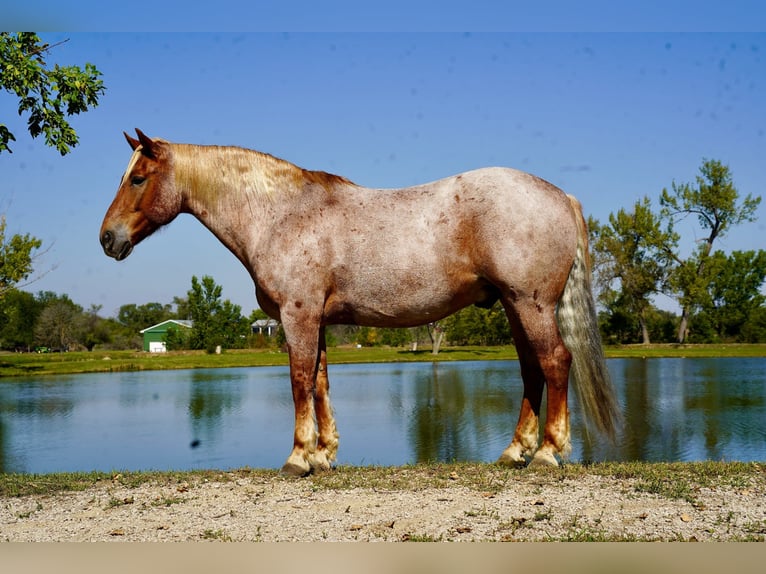 Cheval de trait Croisé Hongre 12 Ans 157 cm Rouan Rouge in Corsica, SD