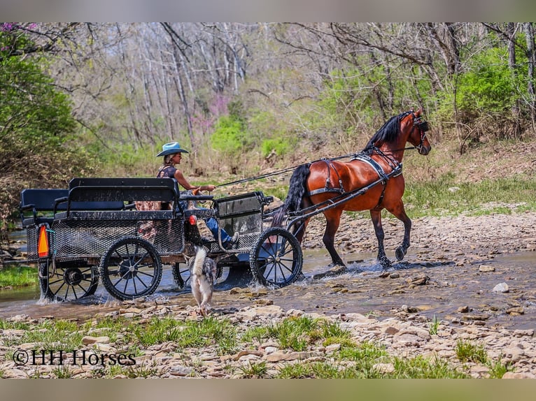 Cheval de trait Hongre 12 Ans 160 cm Bai cerise in Flemingsburg KY