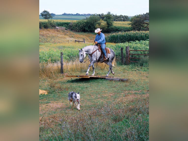 Cheval de trait Hongre 12 Ans 160 cm Gris pommelé in Charlotte IA