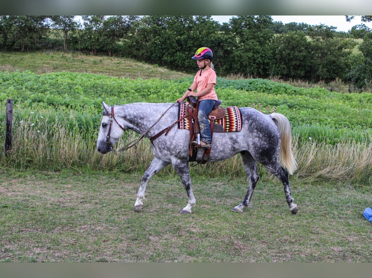 Cheval de trait Hongre 12 Ans 160 cm Gris pommelé in Charlotte IA