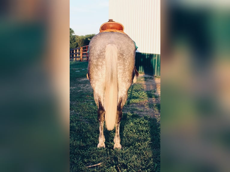 Cheval de trait Hongre 12 Ans 160 cm Gris pommelé in Charlotte IA