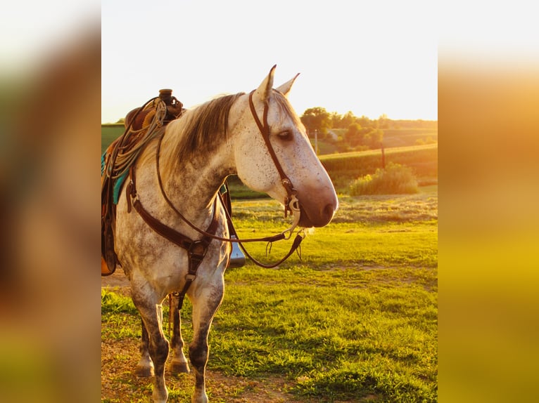 Cheval de trait Hongre 12 Ans 160 cm Gris pommelé in Charlotte IA