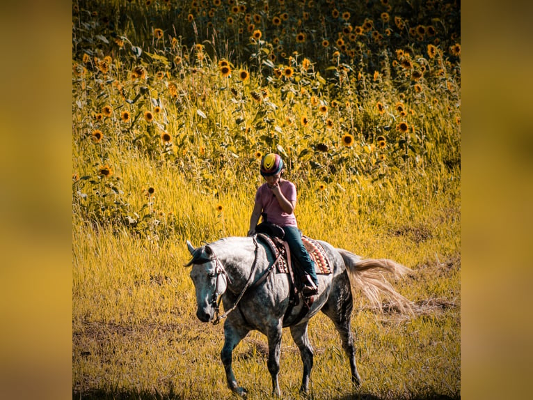 Cheval de trait Hongre 12 Ans 160 cm Gris pommelé in Charlotte IA