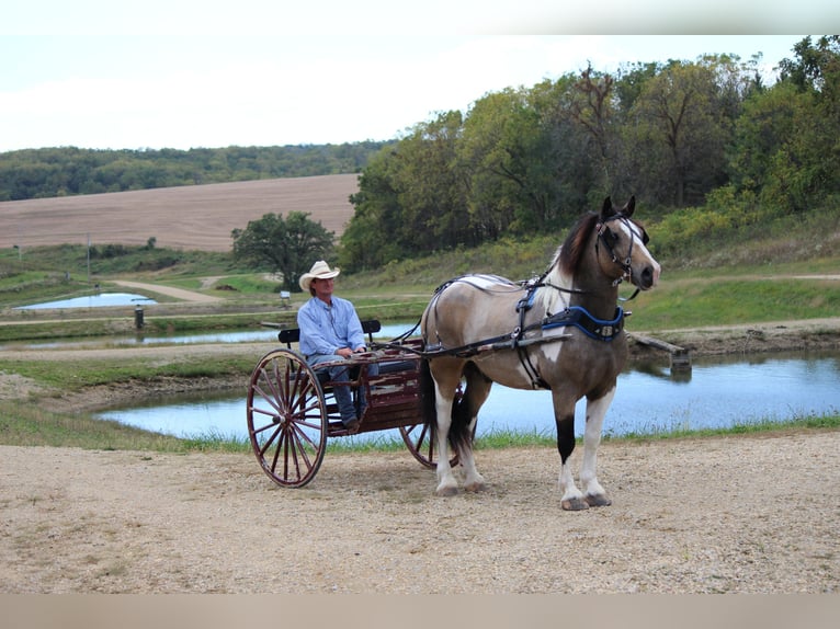 Cheval de trait Croisé Hongre 12 Ans 160 cm Tobiano-toutes couleurs in Dodgeville, WI