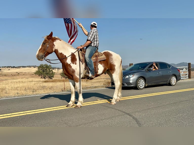 Cheval de trait Hongre 12 Ans 160 cm Tobiano-toutes couleurs in Lincoln CA