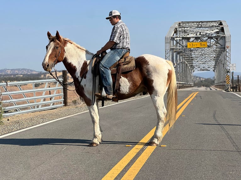 Cheval de trait Hongre 12 Ans 160 cm Tobiano-toutes couleurs in Lincoln CA