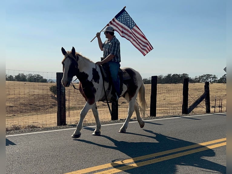 Cheval de trait Hongre 12 Ans 160 cm Tobiano-toutes couleurs in Lincoln CA