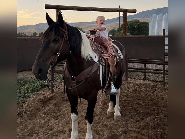 Cheval de trait Croisé Hongre 12 Ans 162 cm Tobiano-toutes couleurs in Heber CityHeber