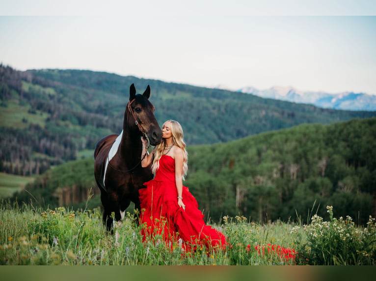 Cheval de trait Croisé Hongre 12 Ans 162 cm Tobiano-toutes couleurs in Heber CityHeber