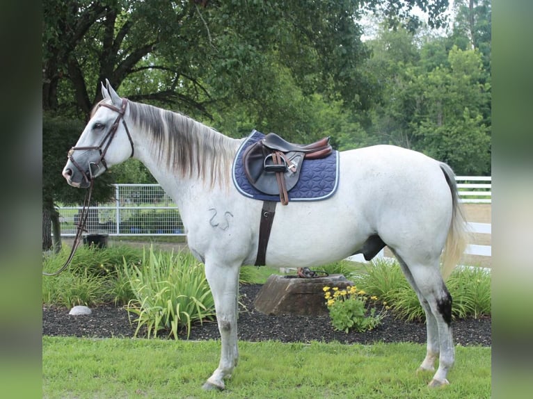 Cheval de trait Croisé Hongre 12 Ans 163 cm Gris in Allentown