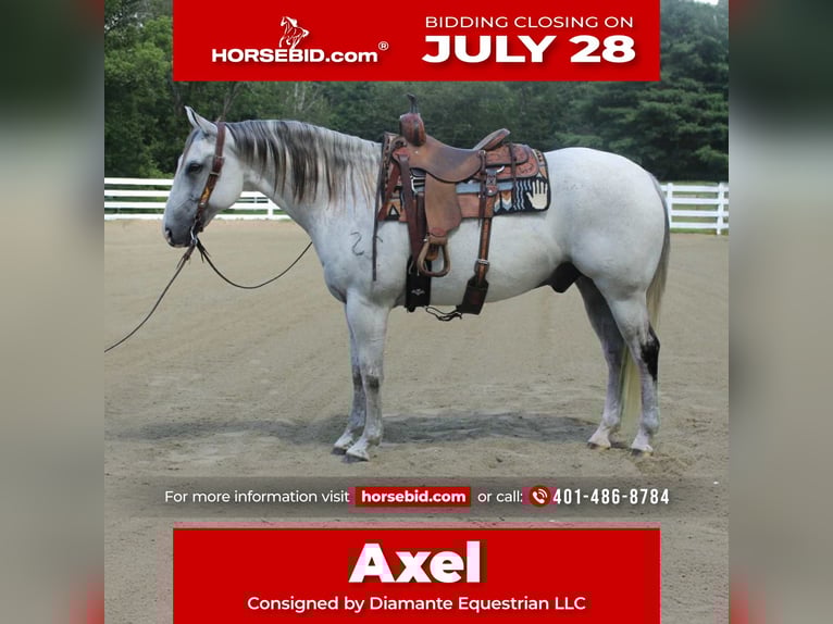 Cheval de trait Croisé Hongre 12 Ans 163 cm Gris in Allentown