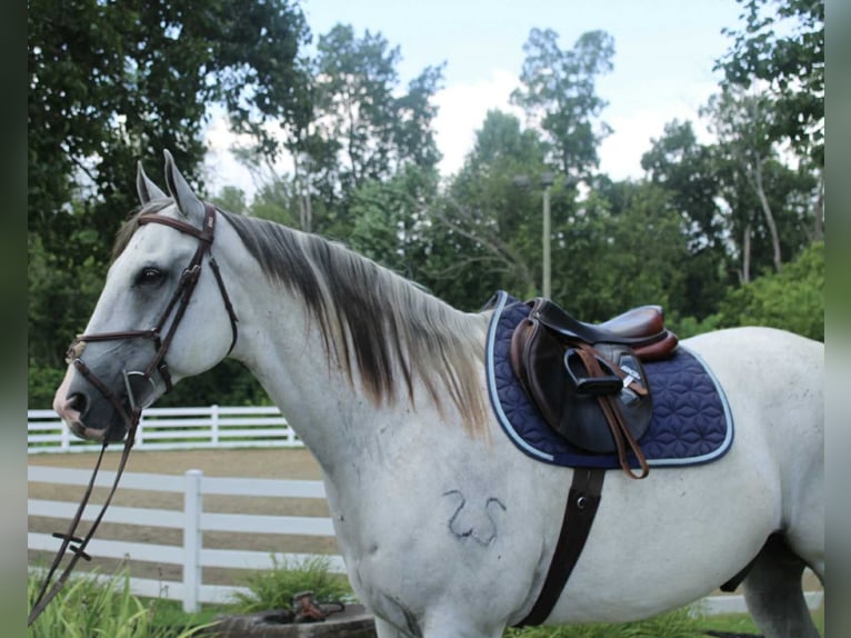 Cheval de trait Croisé Hongre 12 Ans 163 cm Gris in Allentown