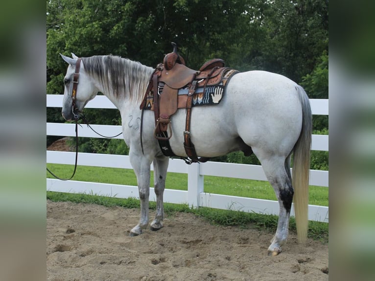 Cheval de trait Croisé Hongre 12 Ans 163 cm Gris in Allentown
