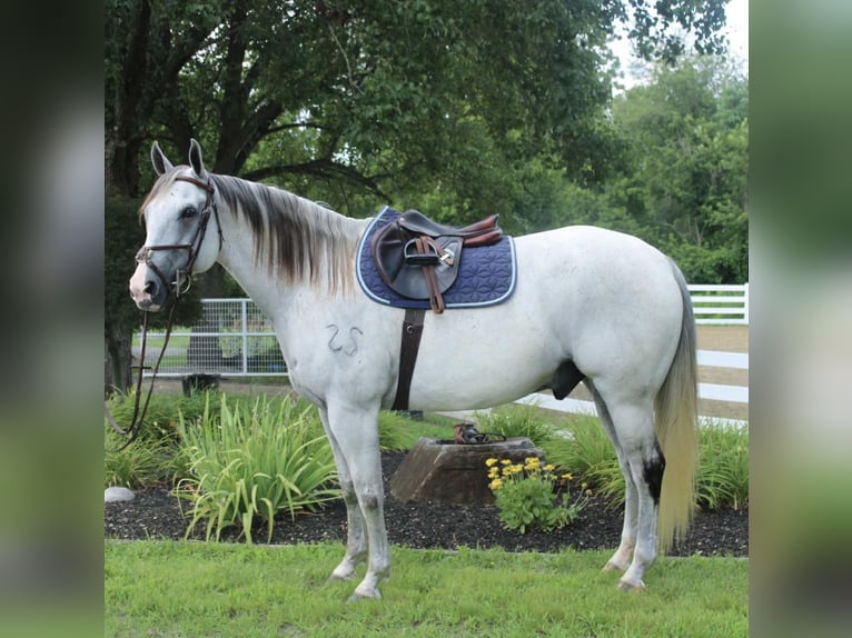 Cheval de trait Croisé Hongre 12 Ans 163 cm Gris in Allentown