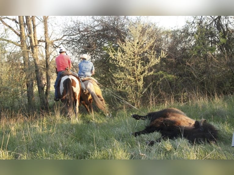 Cheval de trait Croisé Hongre 12 Ans 163 cm Pinto in Ripley