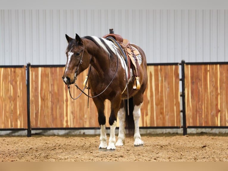 Cheval de trait Croisé Hongre 12 Ans 163 cm Pinto in Ripley
