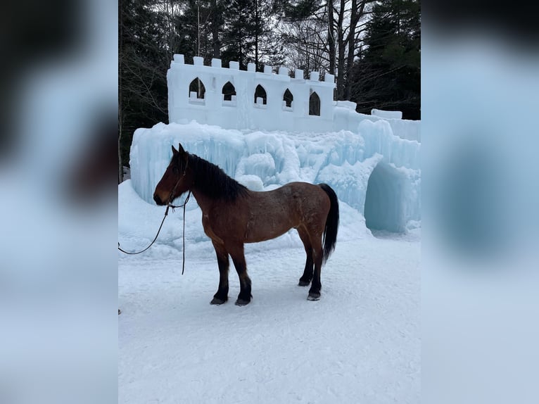 Cheval de trait Hongre 12 Ans 163 cm Roan-Bay in Herber City UT