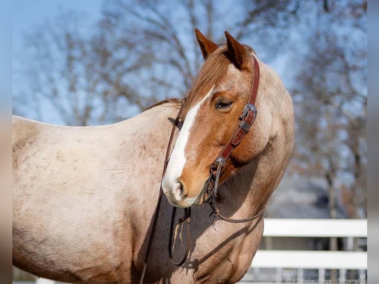 Cheval de trait Croisé Hongre 12 Ans 163 cm Rouan Rouge in Auburn, KY