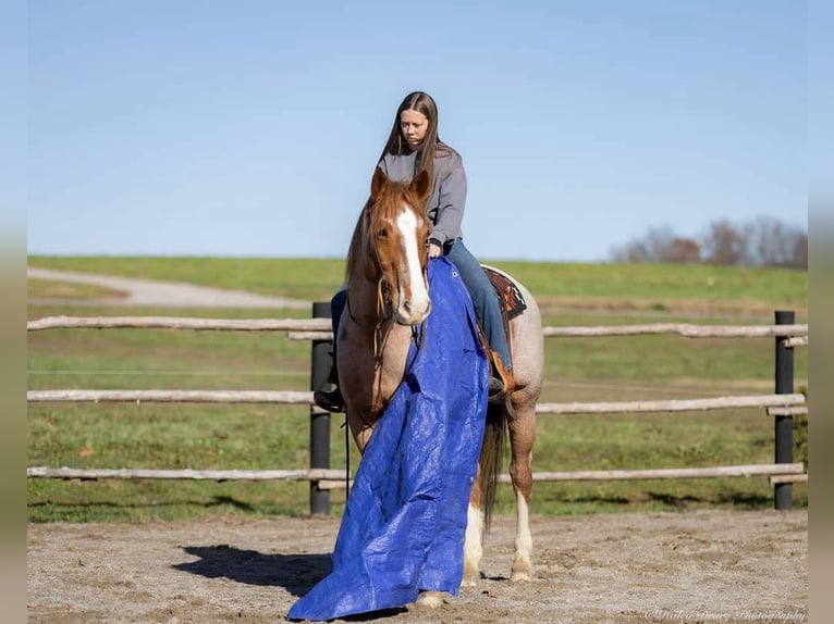 Cheval de trait Croisé Hongre 12 Ans 163 cm Rouan Rouge in Auburn, KY