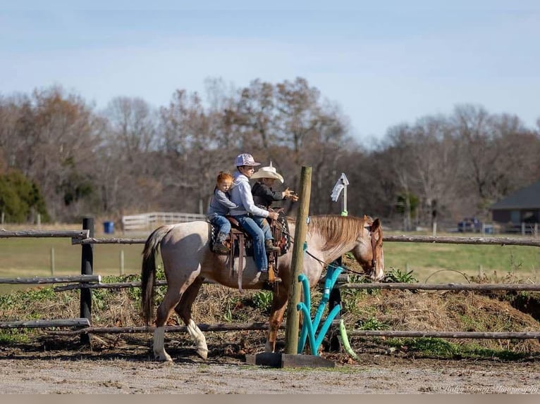 Cheval de trait Croisé Hongre 12 Ans 163 cm Rouan Rouge in Auburn, KY