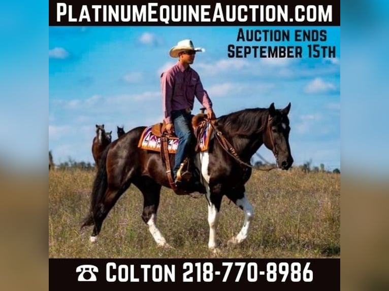 Cheval de trait Hongre 12 Ans 163 cm Tobiano-toutes couleurs in Nevis MN