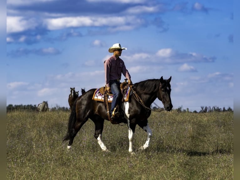 Cheval de trait Hongre 12 Ans 163 cm Tobiano-toutes couleurs in NEvis Mn