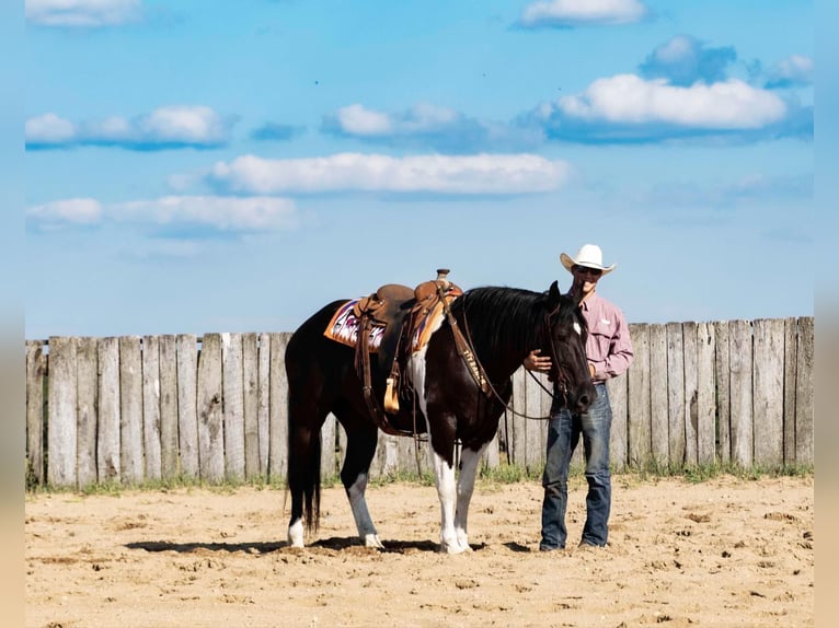 Cheval de trait Hongre 12 Ans 163 cm Tobiano-toutes couleurs in NEvis Mn