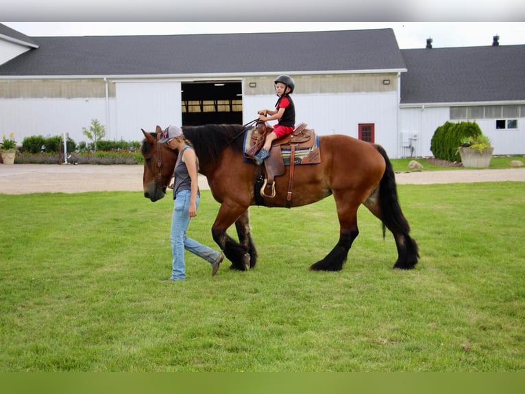 Cheval de trait Hongre 12 Ans 178 cm Bai cerise in Highland, MI