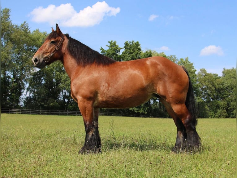 Cheval de trait Hongre 12 Ans 178 cm Bai cerise in Highland, MI