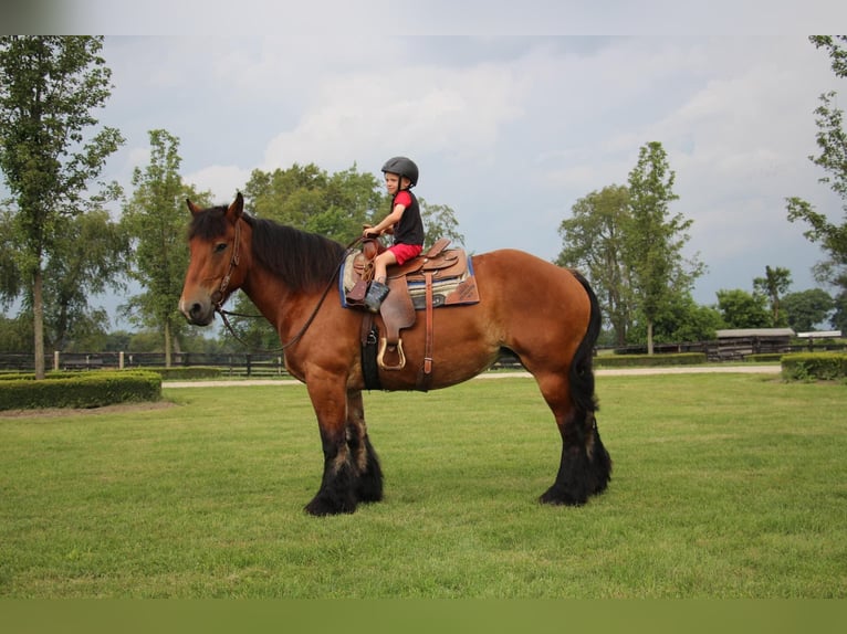 Cheval de trait Hongre 12 Ans 178 cm Bai cerise in Highland, MI