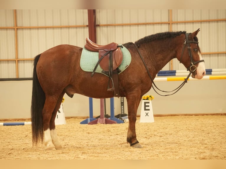 Cheval de trait Croisé Hongre 13 Ans 147 cm Bai cerise in Fresno, OH