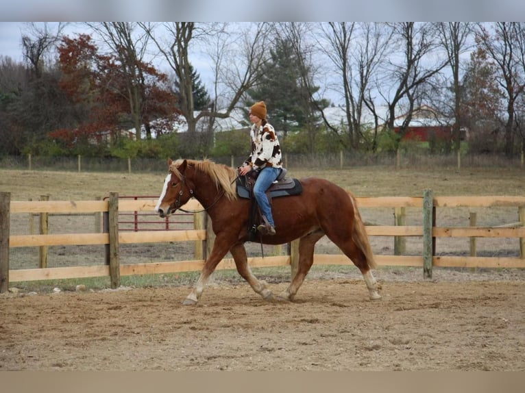 Cheval de trait Hongre 13 Ans 157 cm Alezan brûlé in Howell MI