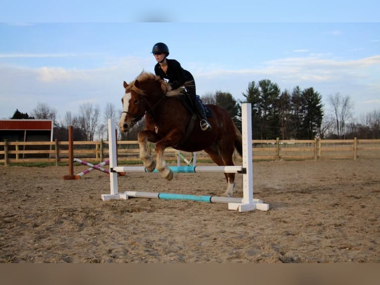 Cheval de trait Hongre 13 Ans 157 cm Alezan brûlé in Howell MI