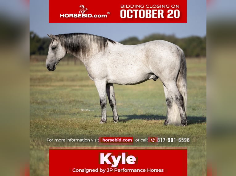 Cheval de trait Croisé Hongre 13 Ans 160 cm Gris in Weatherford