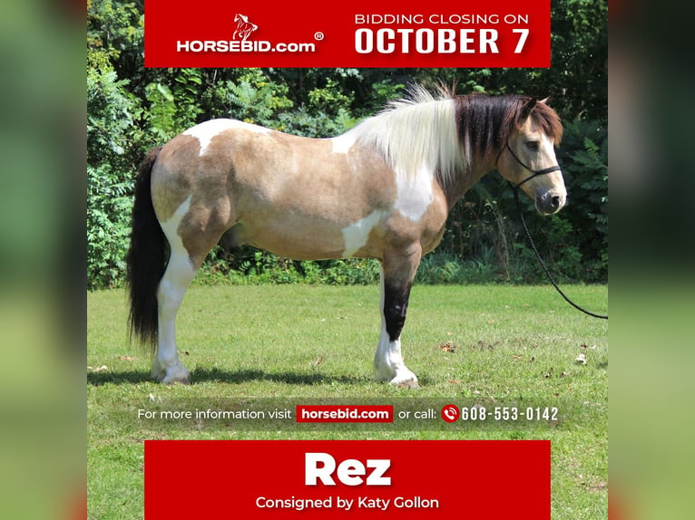 Cheval de trait Croisé Hongre 13 Ans 160 cm Tobiano-toutes couleurs in Dodgeville, WI