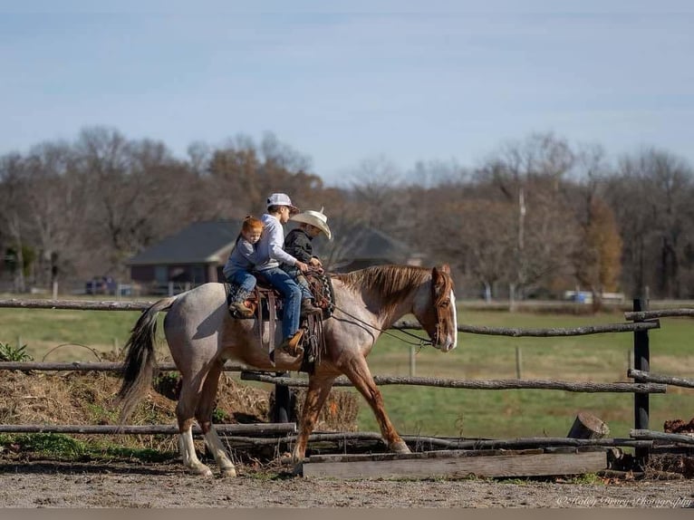 Cheval de trait Croisé Hongre 13 Ans 163 cm Rouan Rouge in Auburn, KY