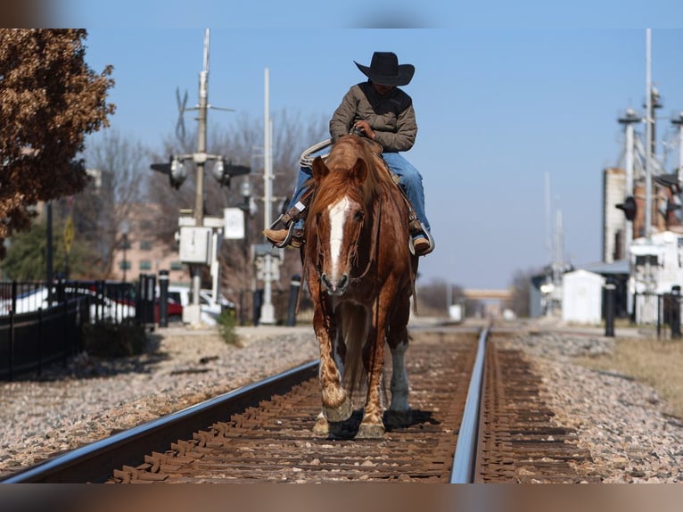 Cheval de trait Hongre 13 Ans 168 cm Alezan cuivré in El Paso, TX