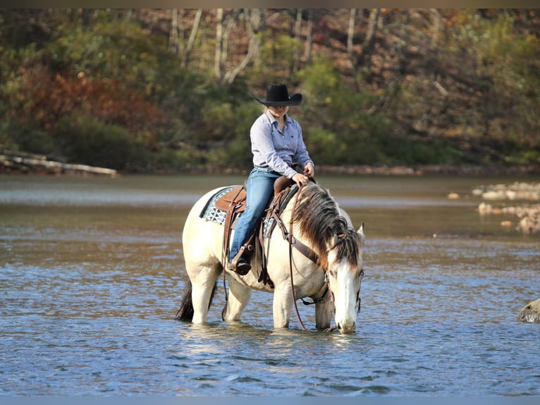 Cheval de trait Croisé Hongre 13 Ans Pinto in Clarion