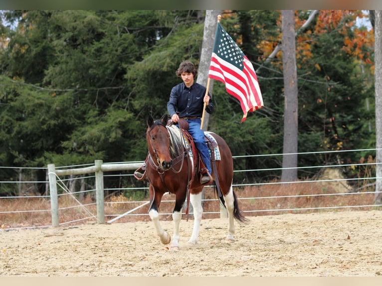 Cheval de trait Croisé Hongre 13 Ans Pinto in Clarion
