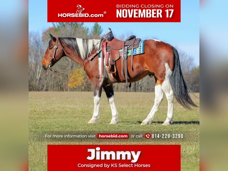 Cheval de trait Croisé Hongre 13 Ans Pinto in Clarion